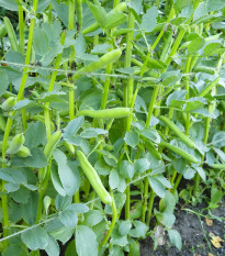 Bôb obyčajný Perla - Vicia faba - semená - 20 ks