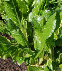 Mangold Lucullus - Beta vulgaris - semená - 100 ks