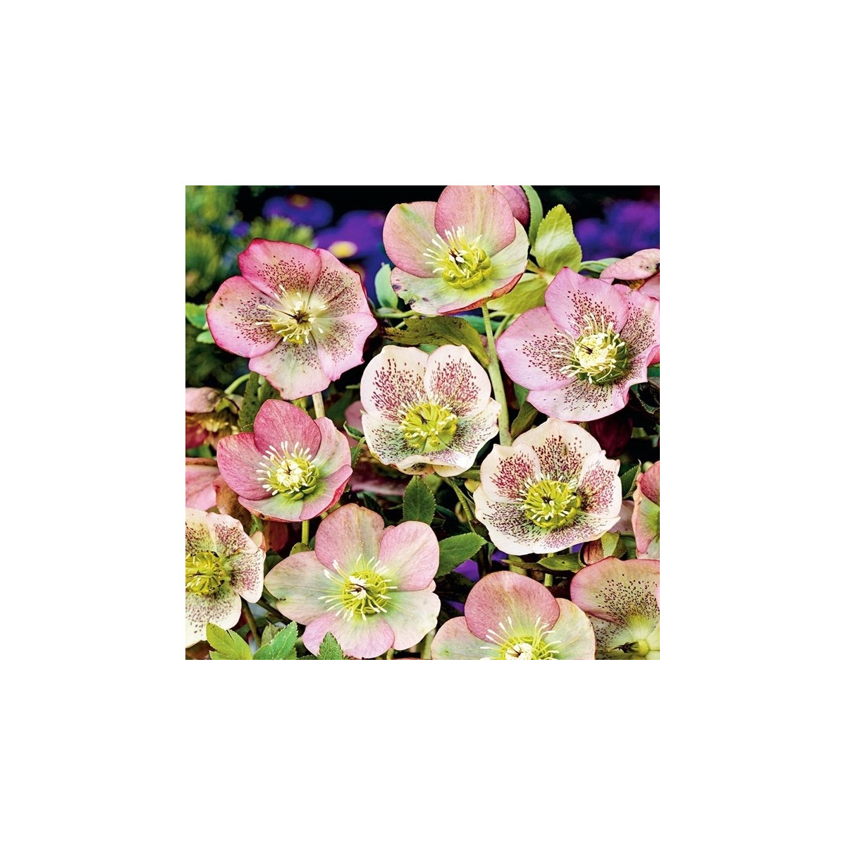 Čemerica východná - Helleborus orientalis - voľnokorenné sadenice čemerice - 1 ks