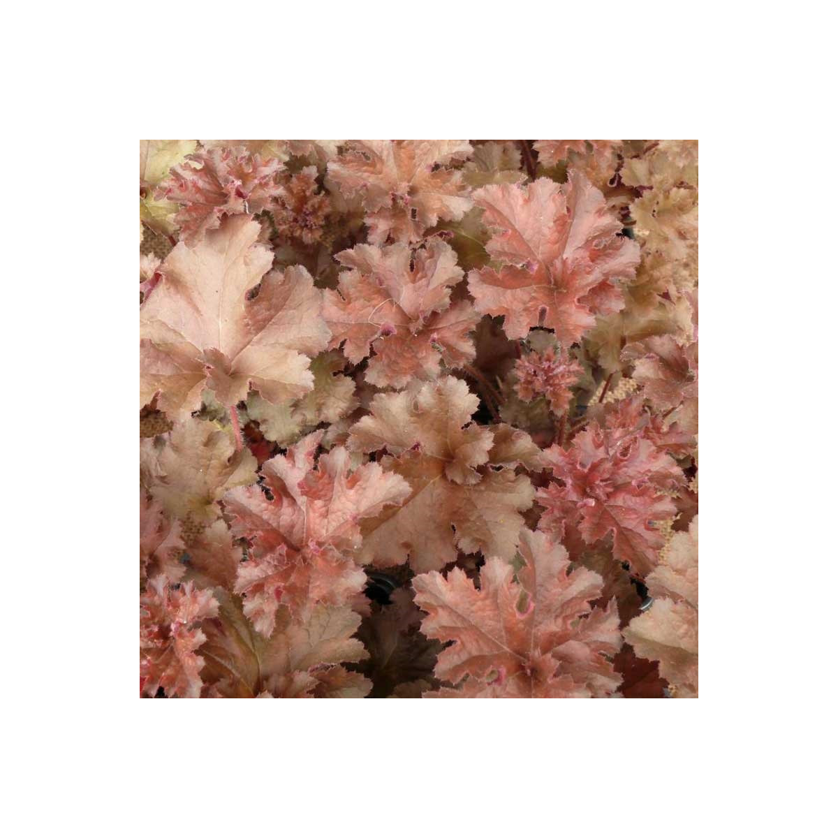 Heuchera Cappuccino - Heuchera - voľnokorenné sadenice heuchery - 1 ks
