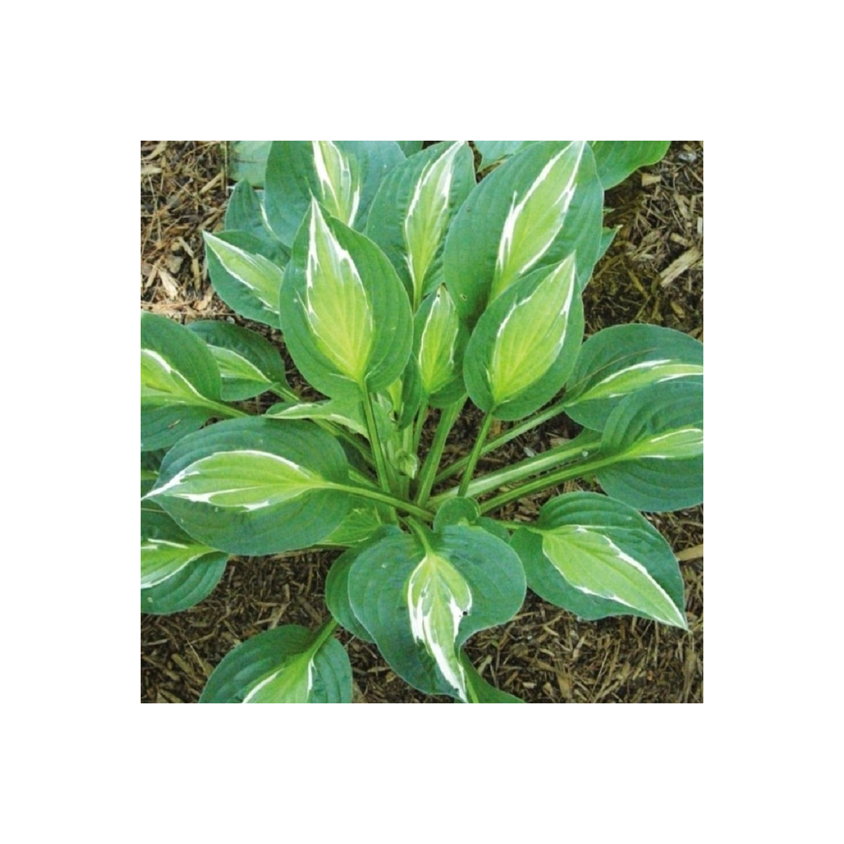 Funkia - Bohyška - Hosta Snake Eyes - cibuľoviny - 1 ks