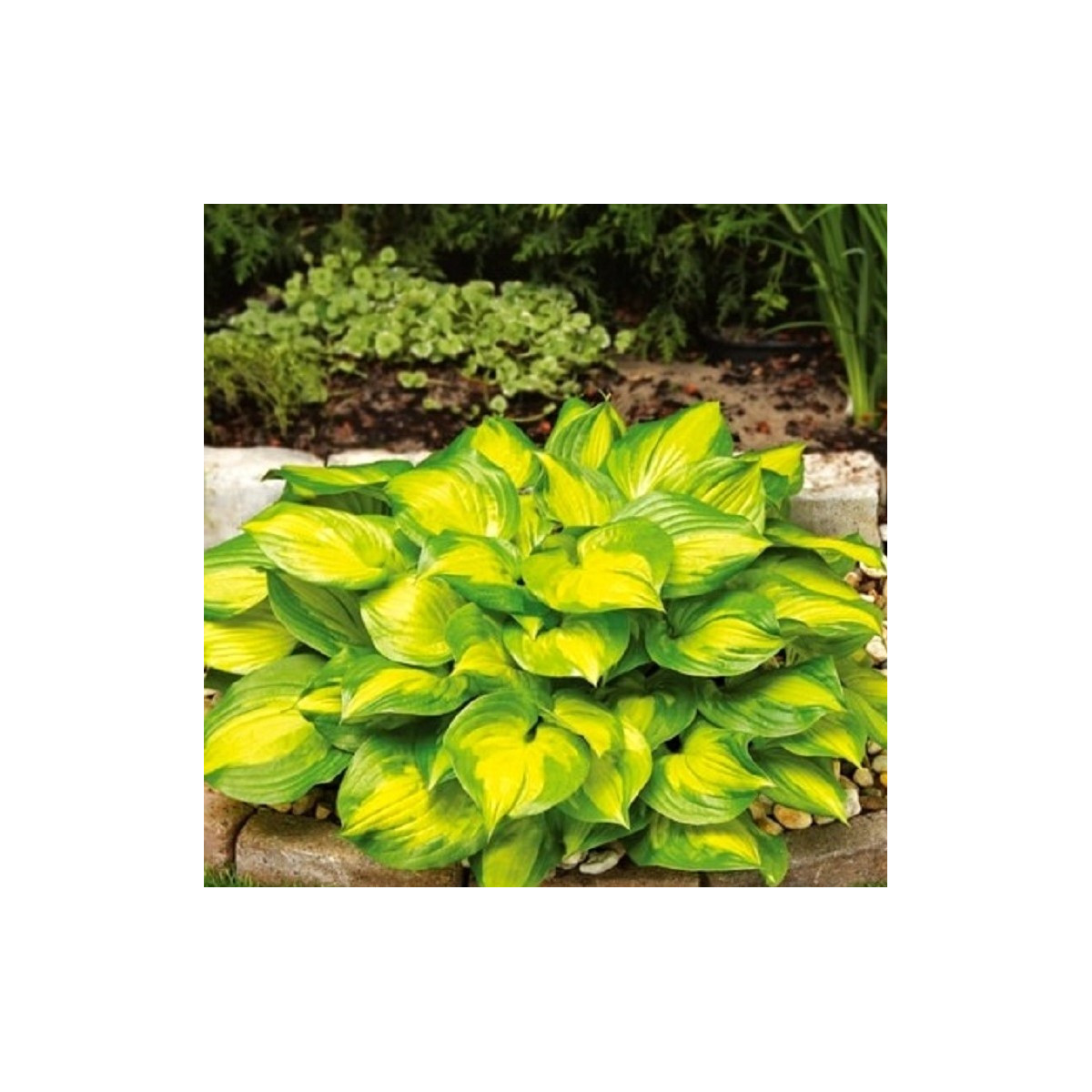 Funkia - Bohyška - Hosta Banana Bay - cibuľoviny - 1 ks