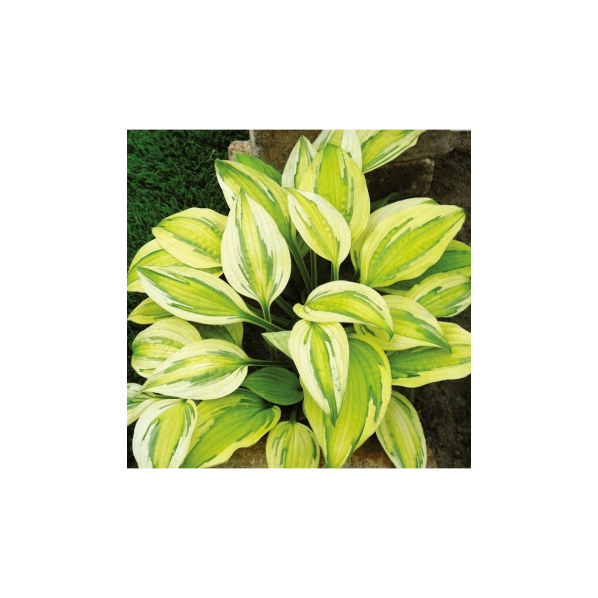 Funkia - Bohyška - Hosta Captains Adventure - cibuľoviny - 1 ks