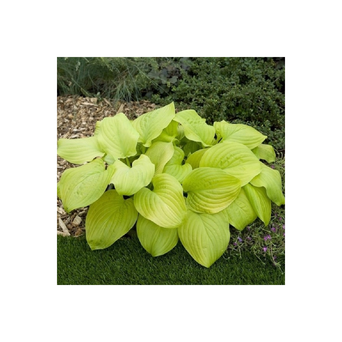 Funkia - Bohyška - Hosta Tortilla Chip - cibuľoviny - 1 ks