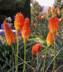 Mnohokvet oranžový - Kleopatrina ihla - Kniphofia - voľnokorenné sadenice mnohokvetu - 1 ks