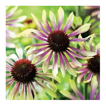 Echinacea Green Twister - Echinacea purpurea - voľnokorenné sadenice echinacey - 1 ks