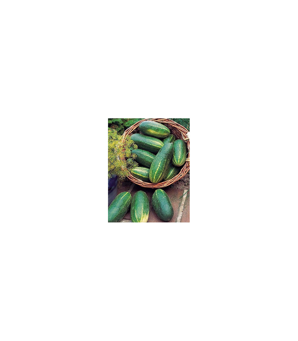 Šalátová uhorka Delikates - semená - 20 ks