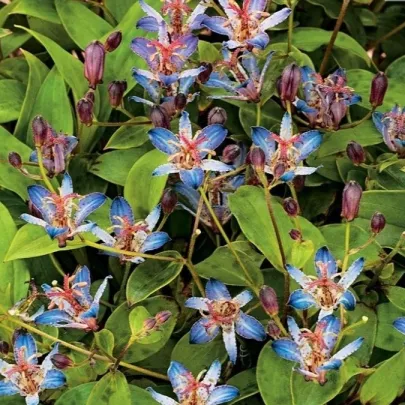 Ľaliovka srstnatá Tojen - Tricyrtis hirta - voľnokorenné sadenice ľaliovky - 1 ks