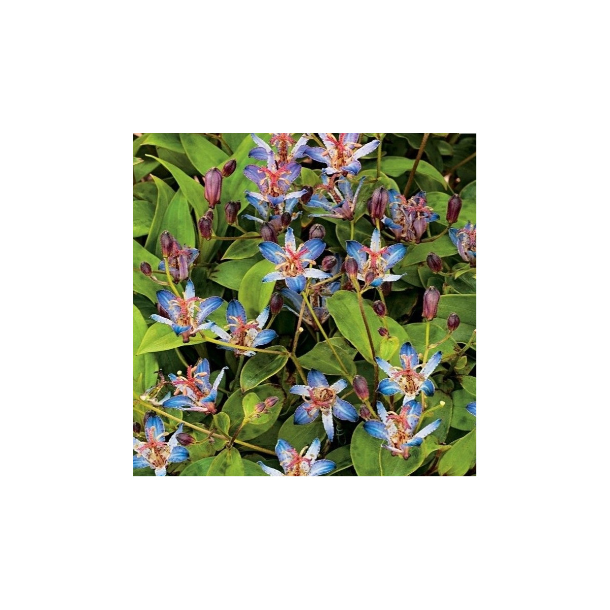 Ľaliovka srstnatá Tojen - Tricyrtis hirta - voľnokorenné sadenice ľaliovky - 1 ks