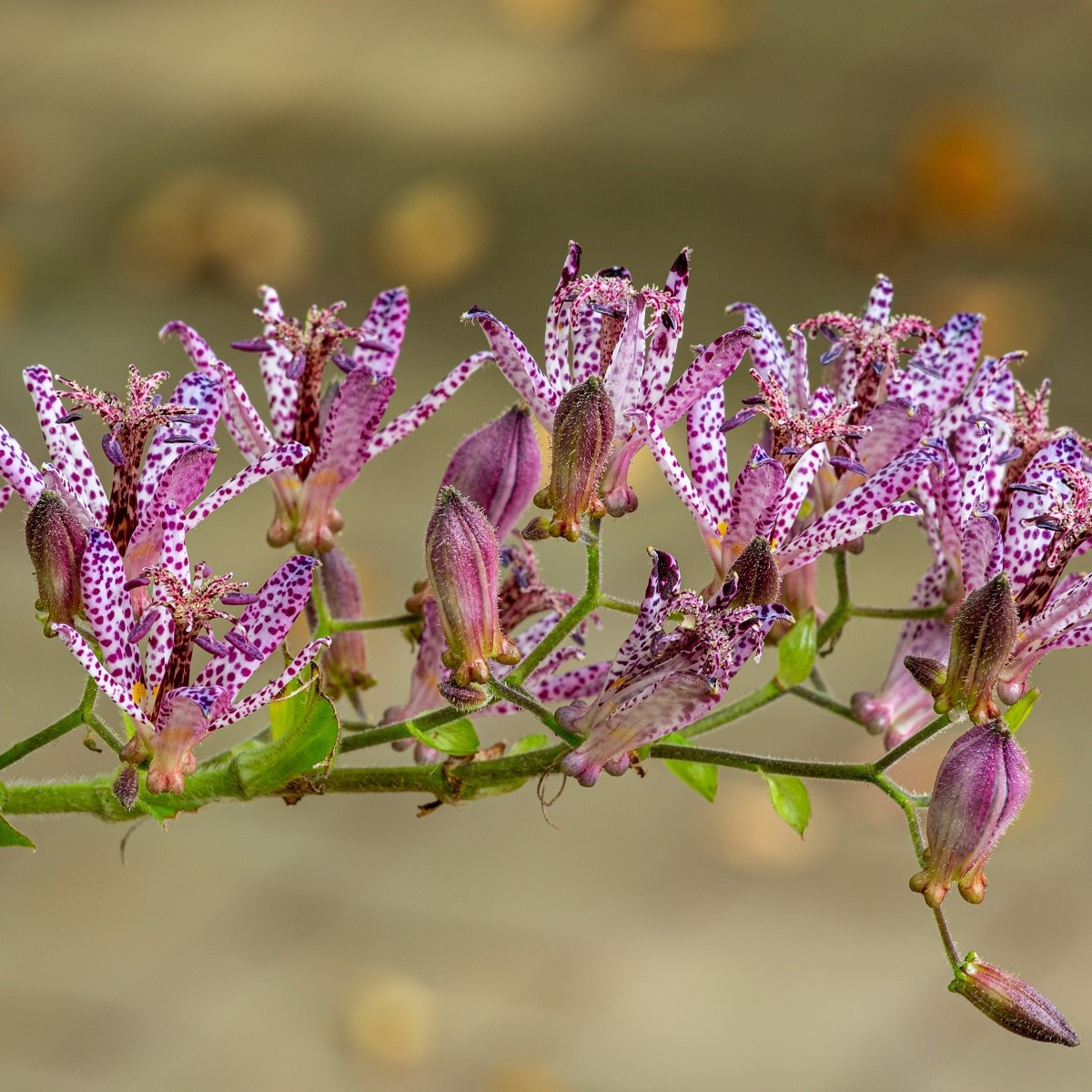 Ľaliovka srstnatá - Tricyrtis hirta - voľnokorenné sadenice ľaliovky - 1 ks