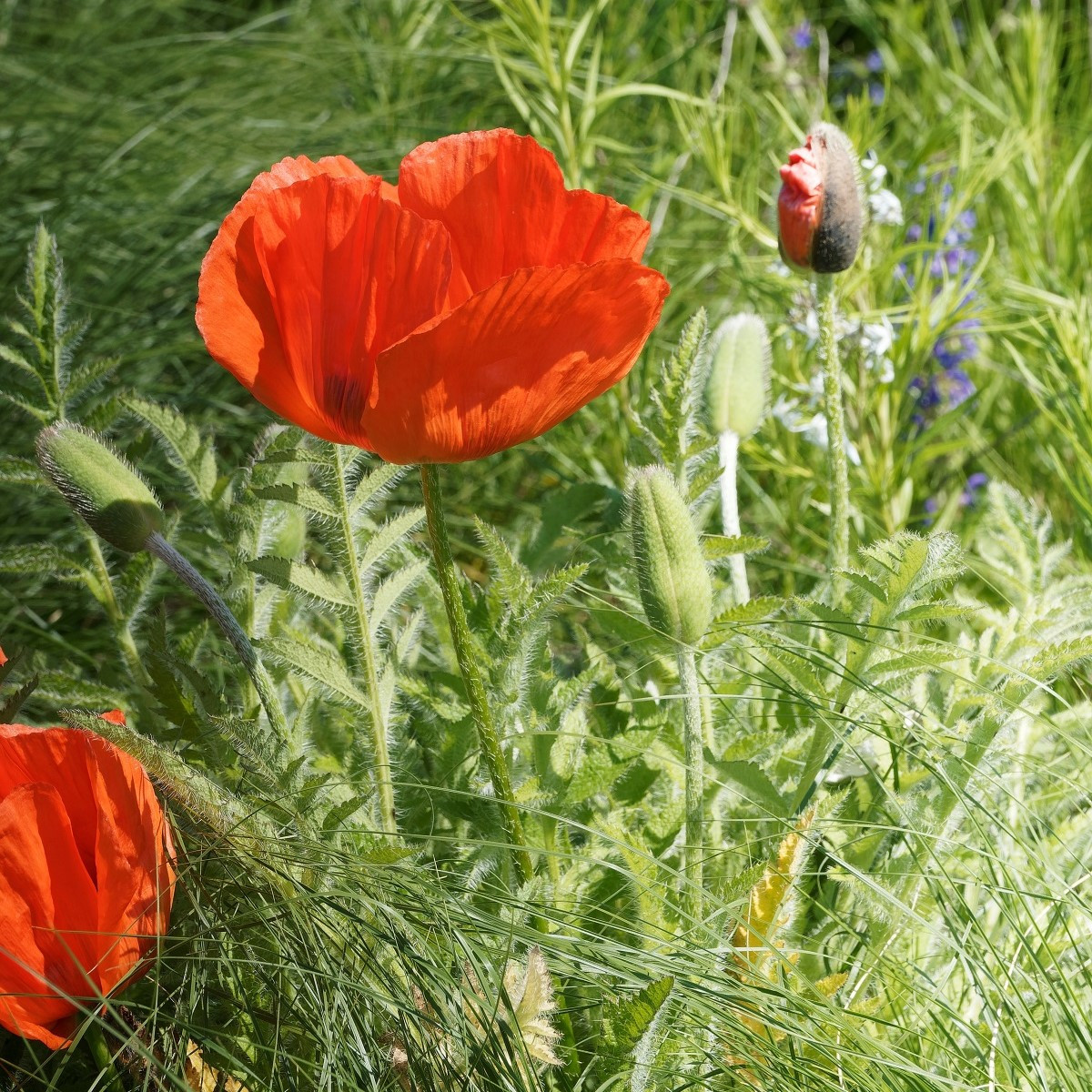 Mak východný - Papaver orientalis - voľnokorenné sadenice maku - 1 ks