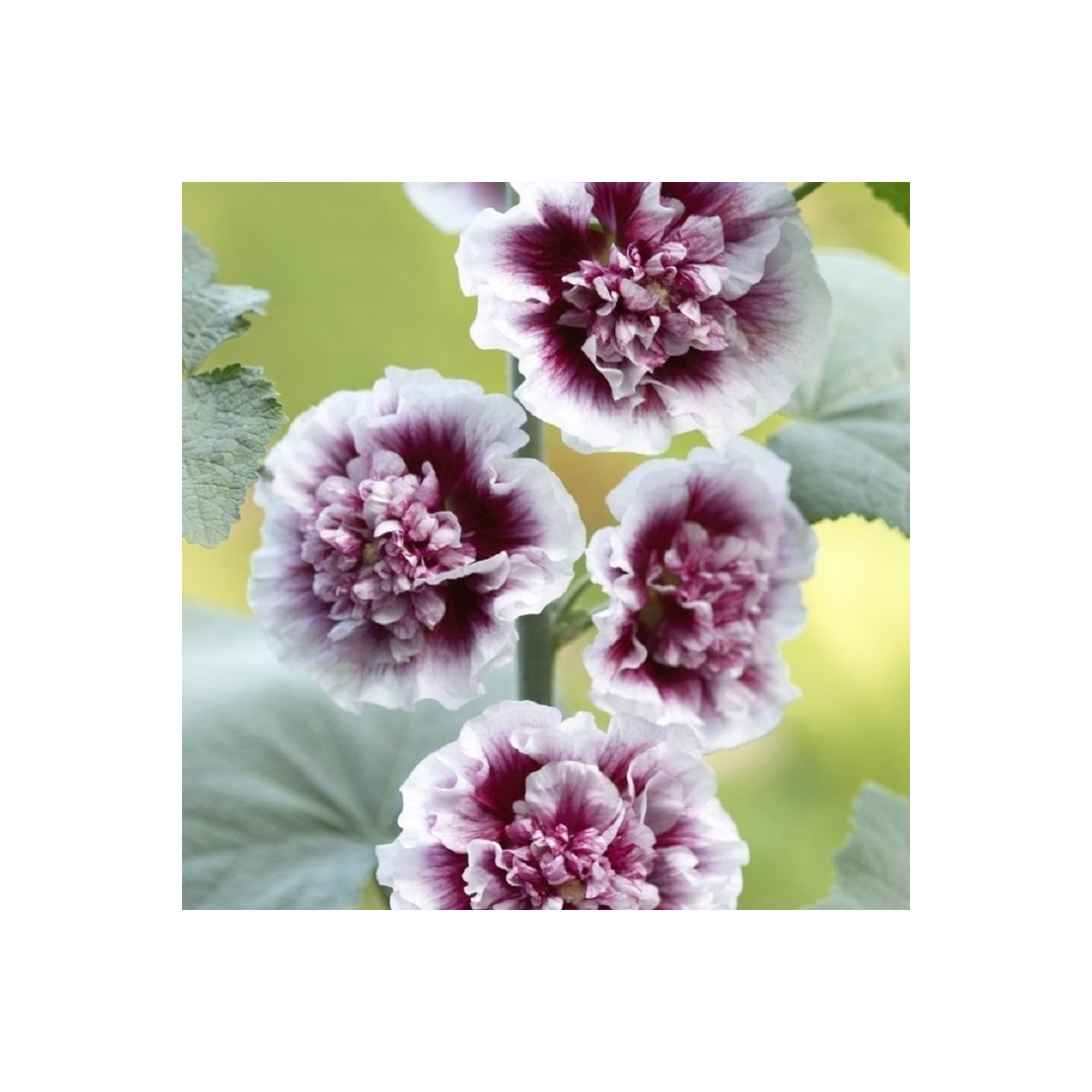 Topoľovka Creme de Casis - Alcea - voľnokorenné sadenice topoľovky - 1 ks