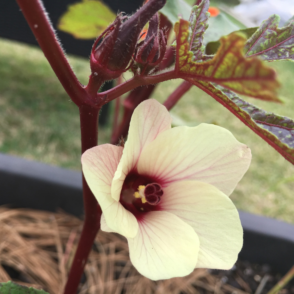 Ibištek jedlý - Okra burgunda - semená - 8 ks