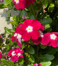 Katarant Volante Burgundy Halo - Catharanthus - semená - 30 ks