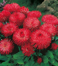 Sedmokráska obyčajná Habanera červená - Bellis perennis - semená - 40 ks