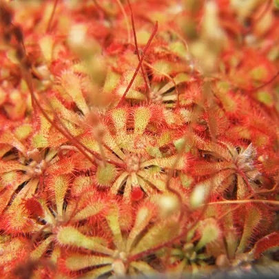 Rosička - Drosera spathulata - semená - 15 ks