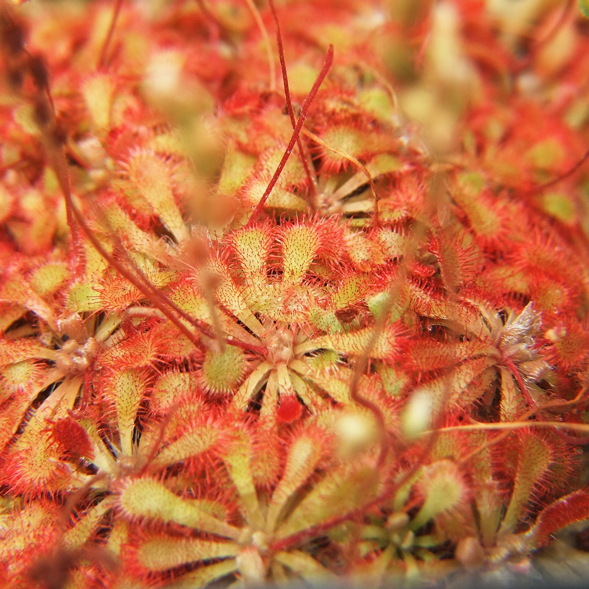 Rosička - Drosera spathulata - semená - 15 ks