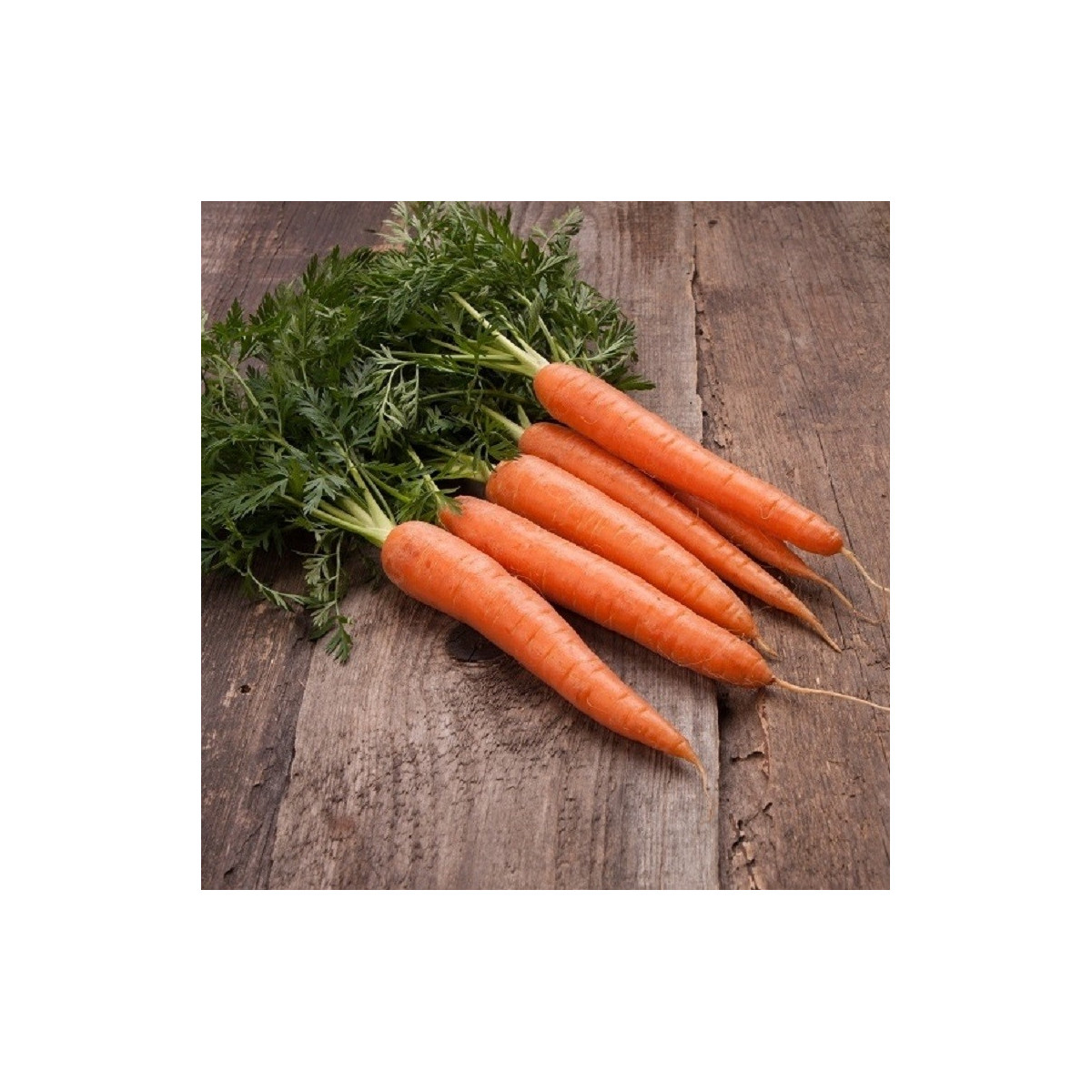 BIO Mrkva skorá Touchon - Daucus carota - bio semená - 200 ks