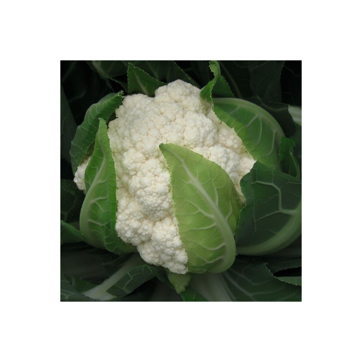 BIO Karfiol Flamenco F1 - Brassica oleracea - bio semená - 15 ks
