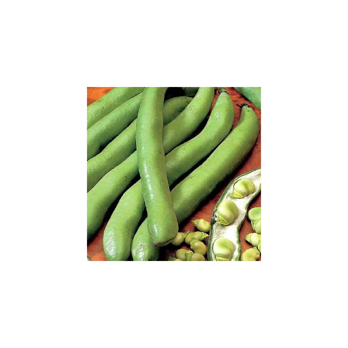 BIO Bôb Hangdown - Vicia faba - bio semená - 20 ks