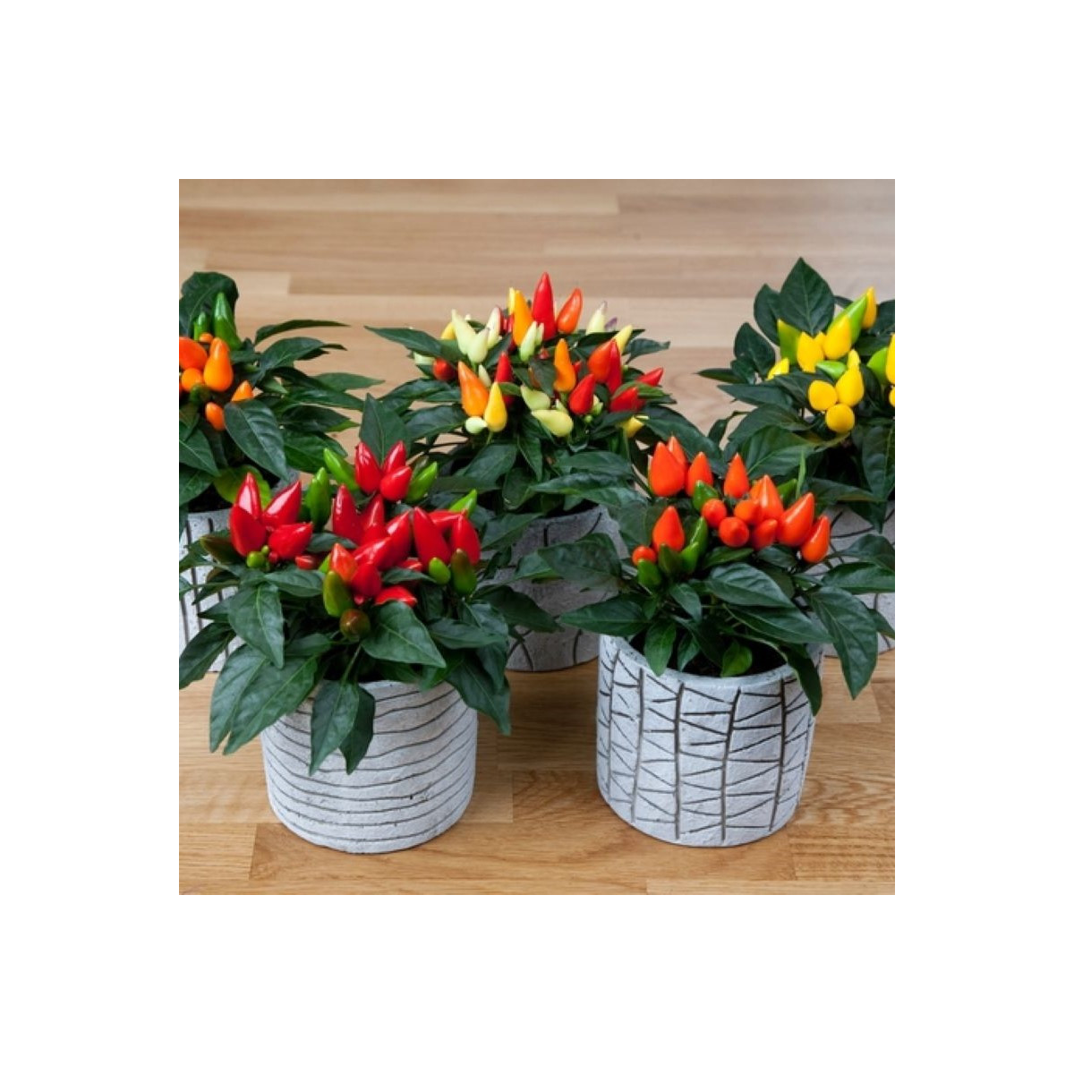 Okrasná paprika Salsa Mix - Capsicum annuum - semená - 7 ks