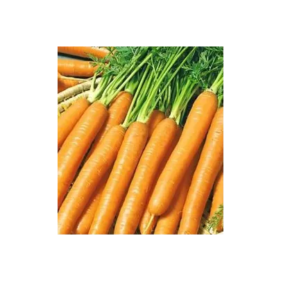 Mrkva Jubila - karotka na rýchlenie - semená - 1 g