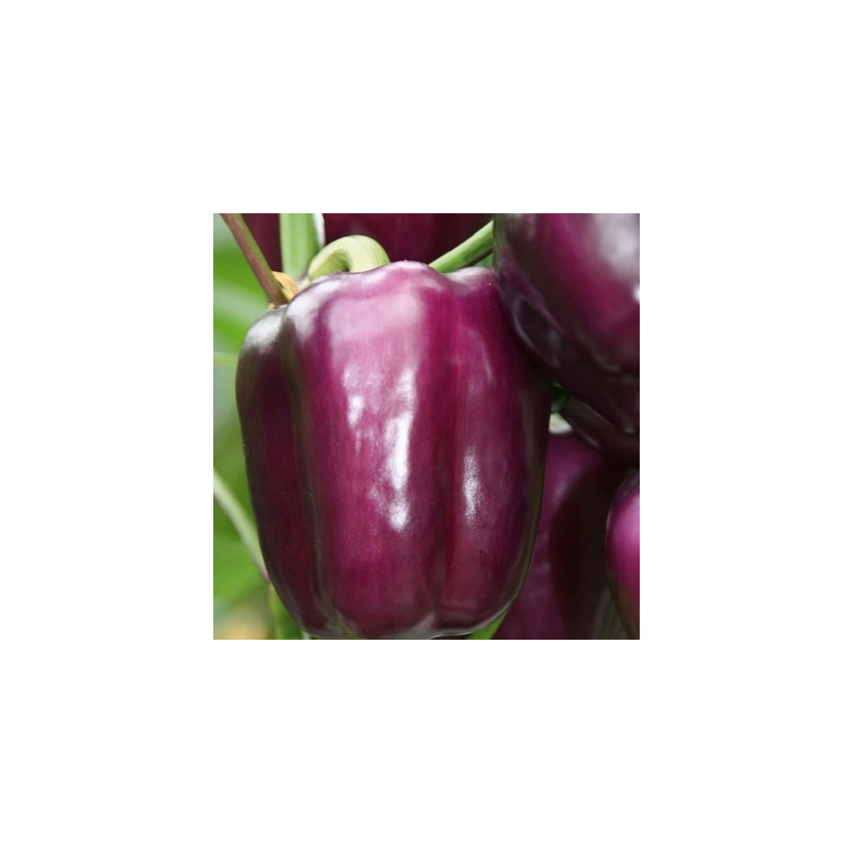 Paprika Beluga Lilac F1 - Capsicum annuum - semená - 6 ks