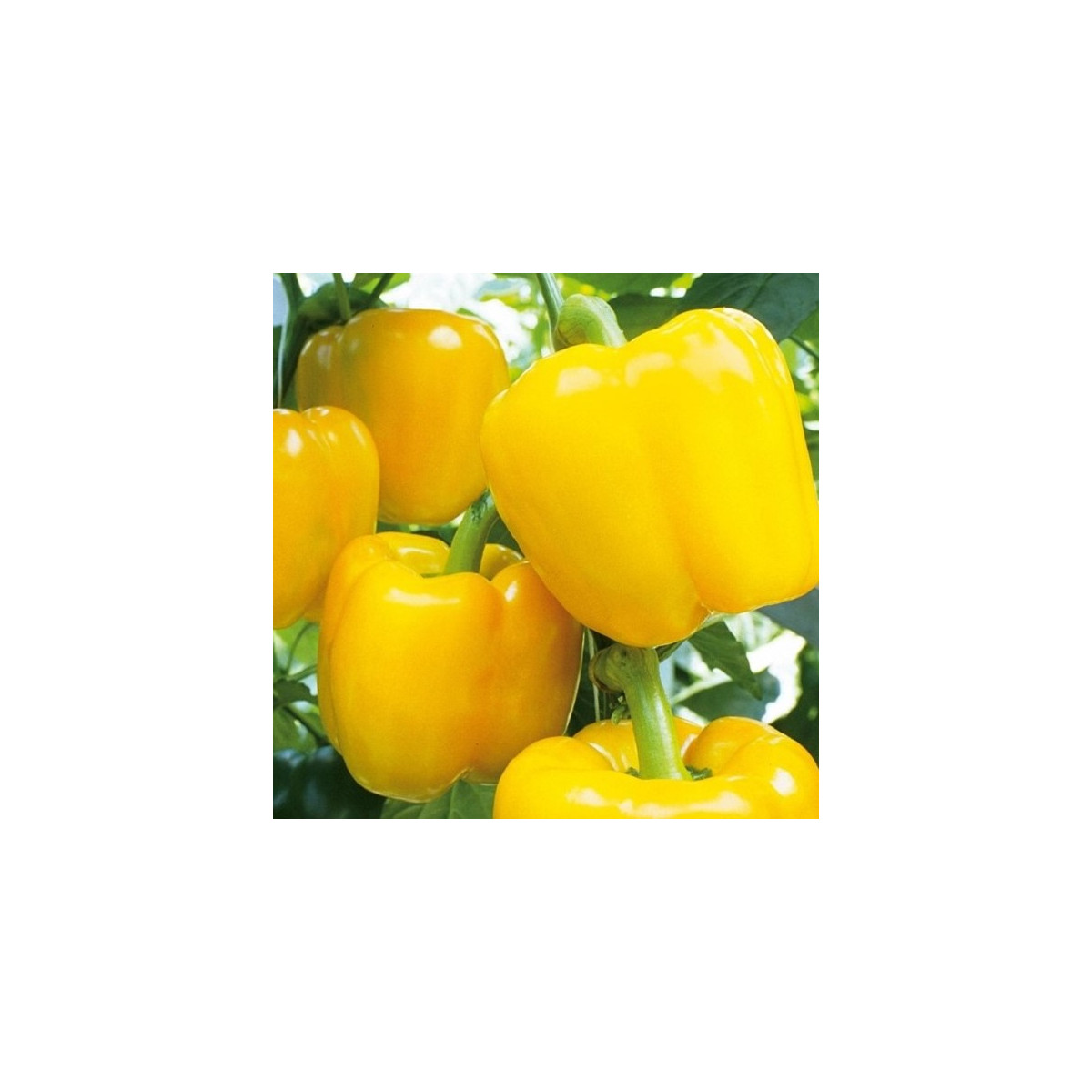 Paprika Beluga Yellow F1 - Capsicum annuum - semená - 5 ks