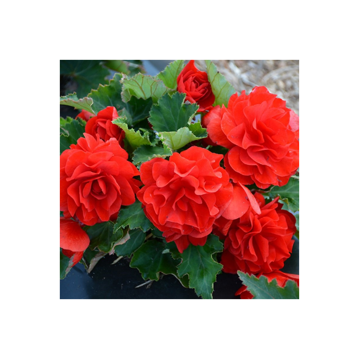 Begónia Nonstop F1 Red - Begonia tuberhybrida - semená - 20 ks