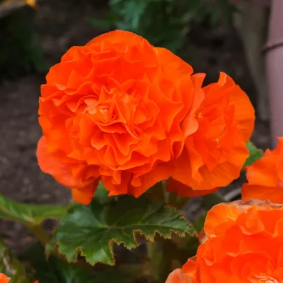 Begónia Nonstop F1 Orange - Begonia tuberhybrida - semená - 20 ks
