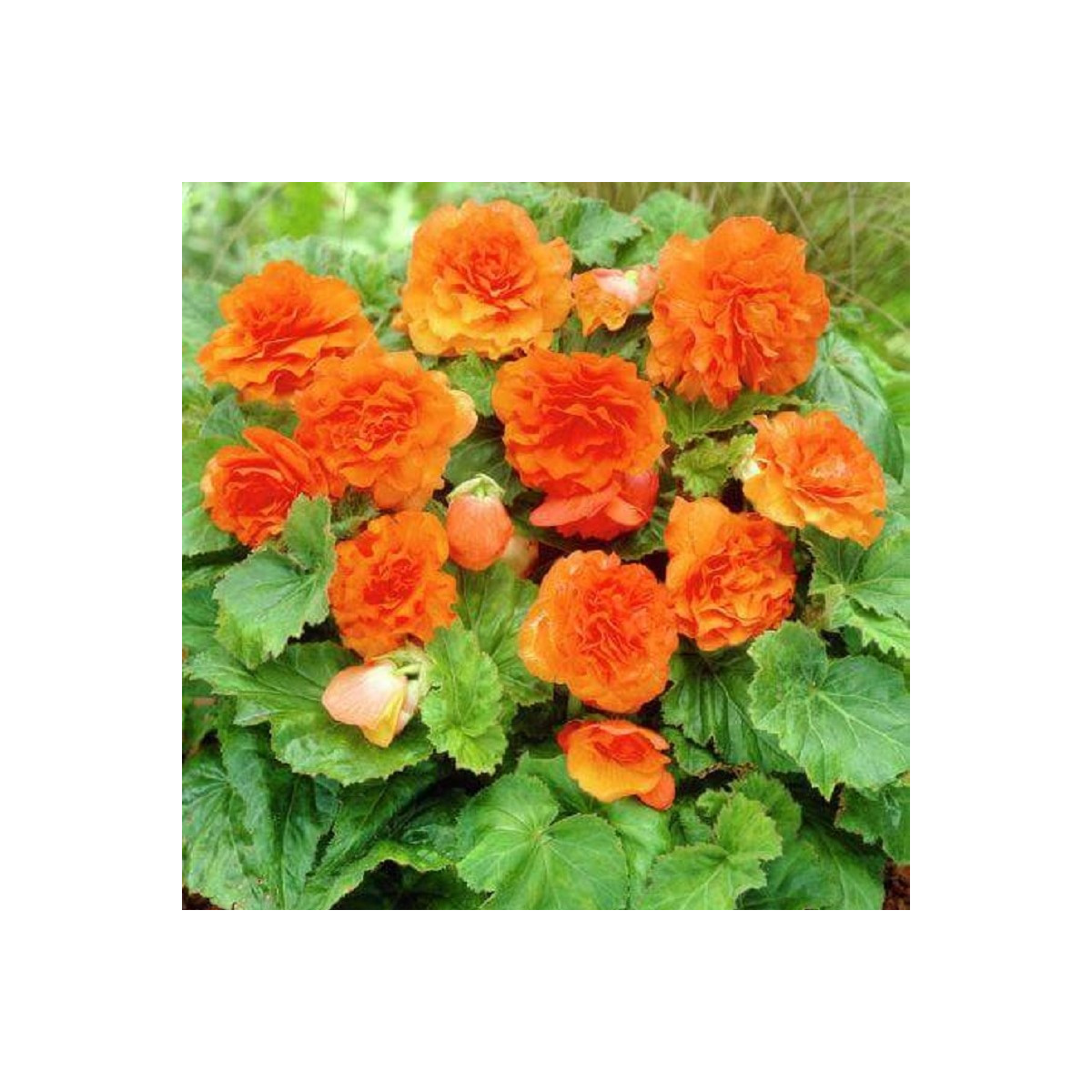 Begónia Nonstop F1 Orange - Begonia tuberhybrida - semená - 20 ks