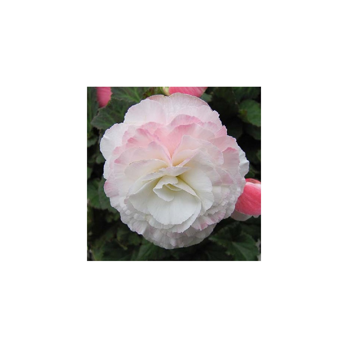 Begónia Nonstop F1 Appleblossom - Begonia tuberhybrida - semená - 20 ks