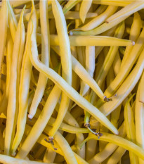 Fazuľa Orinoco - Phaseolus vulgaris - semená - 20 ks