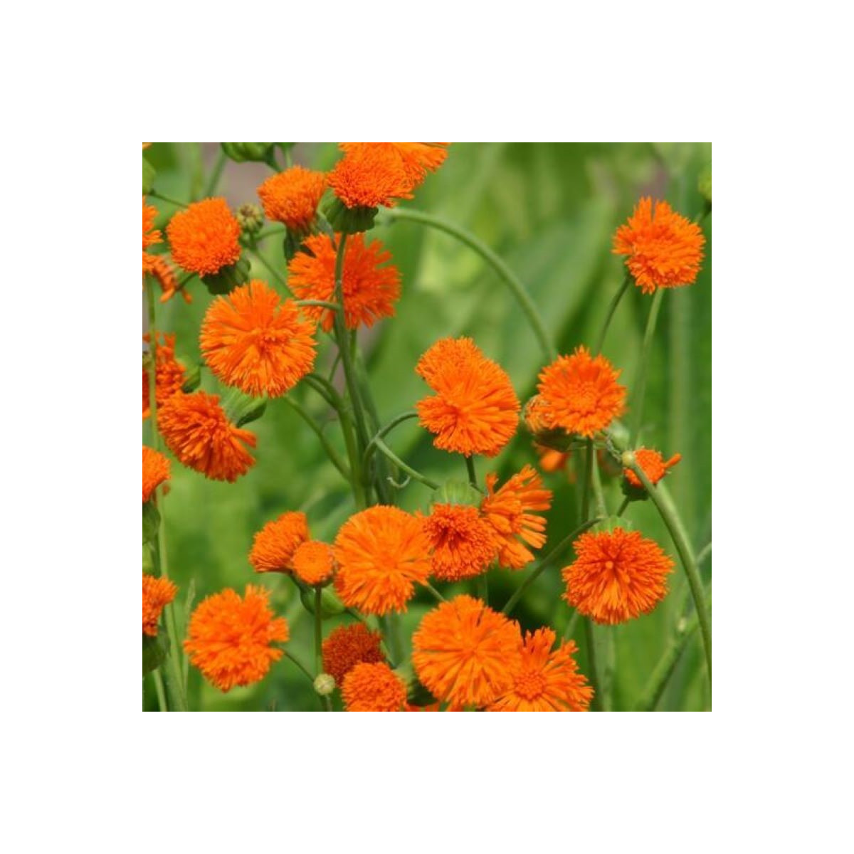 Emilia javanica Irish poet - semená - 230 ks