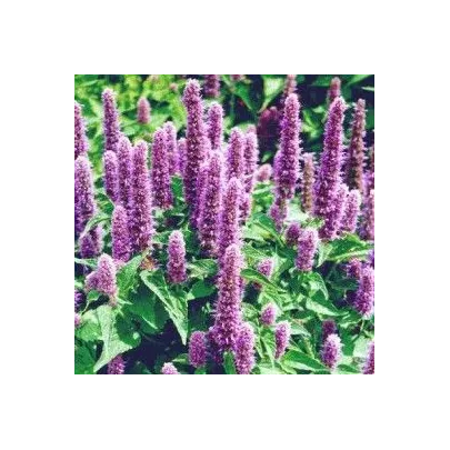 Agastache mexická Bavaria - Agastache mexicana - semená - 30 ks