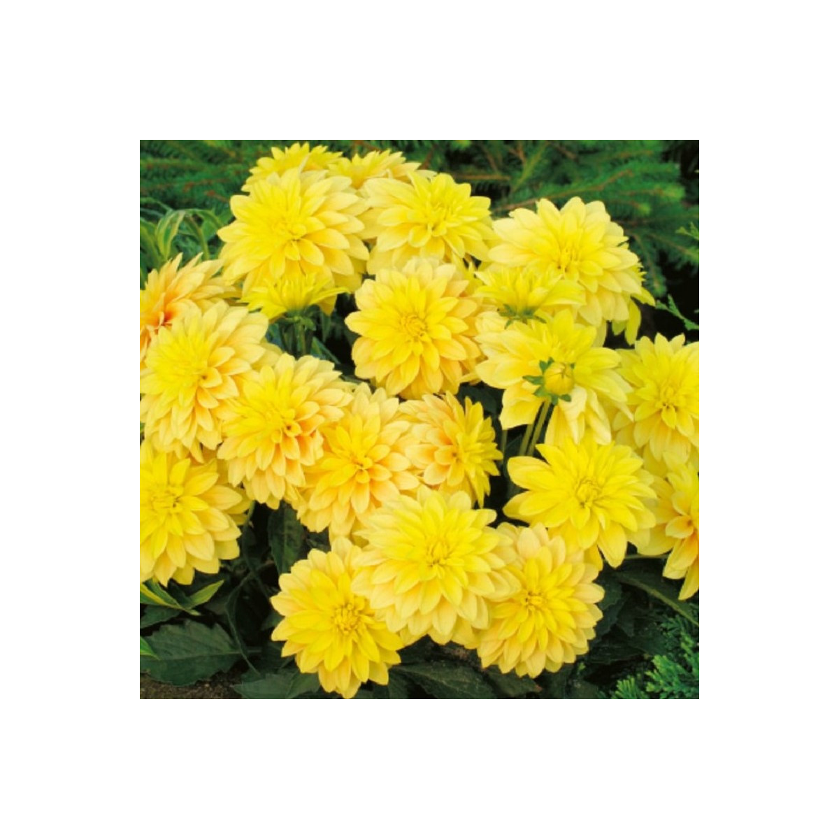 Georgína Cézanne - Dahlia - cibuľoviny - 1 ks