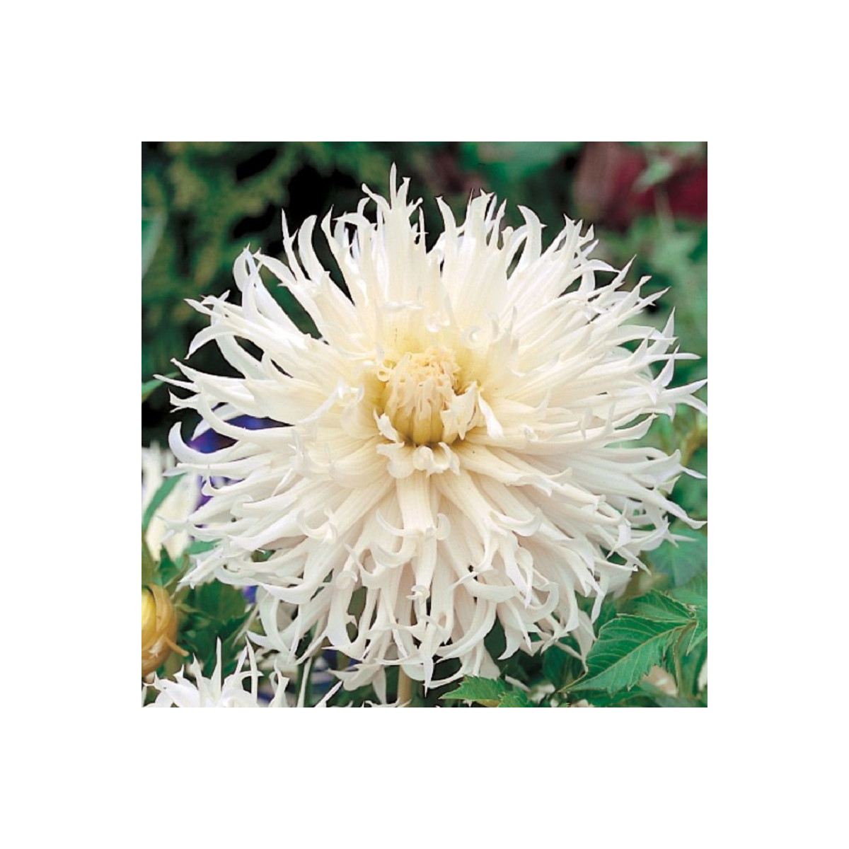 Georgína Tsuki Yori No Shisha - Dahlia - cibuľoviny - 1 ks