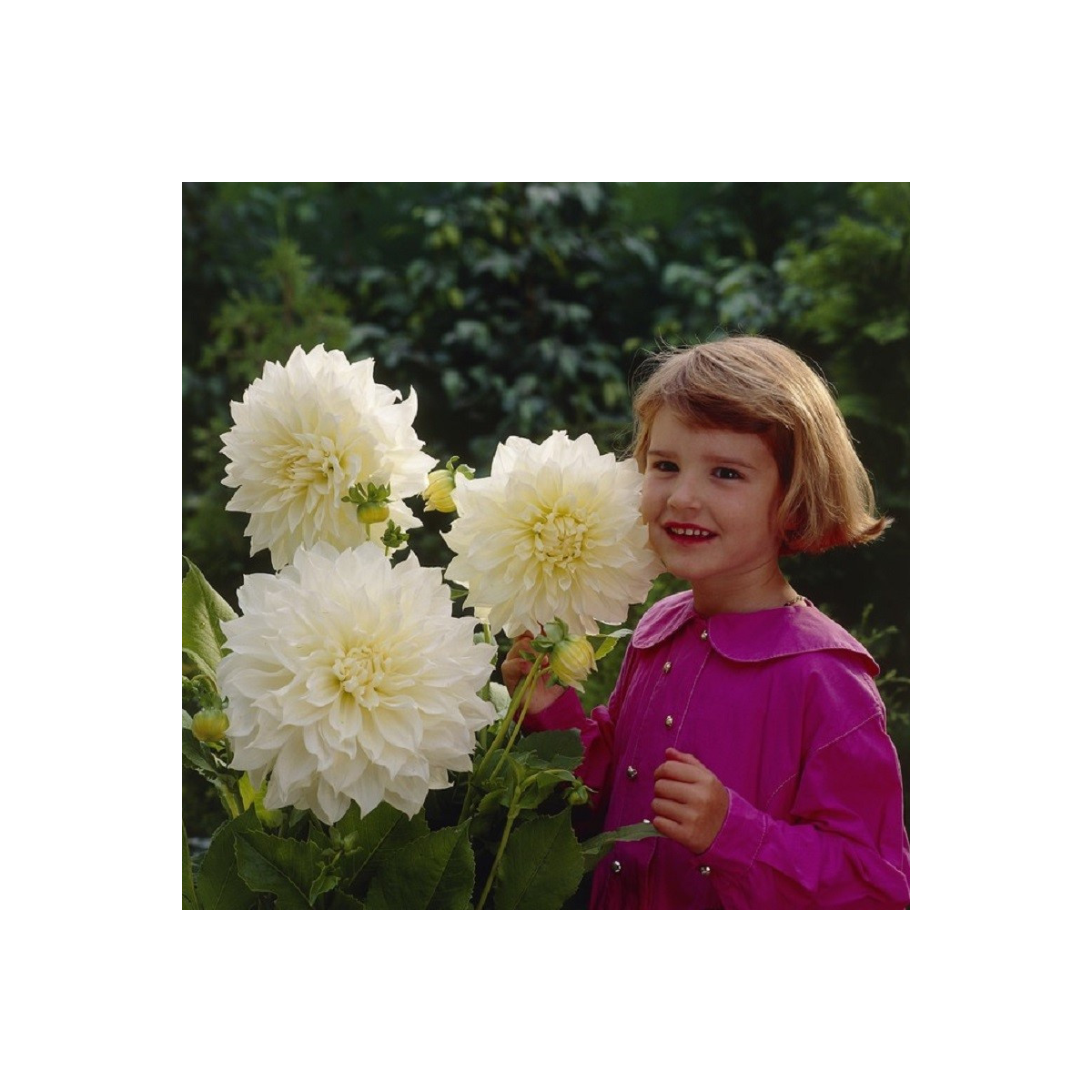 Georgína White Perfection - Dahlia - cibuľoviny - 1 ks