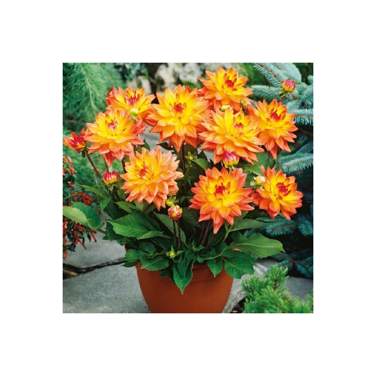 Georgína Melody Dora - Dahlia - cibuľoviny - 1 ks