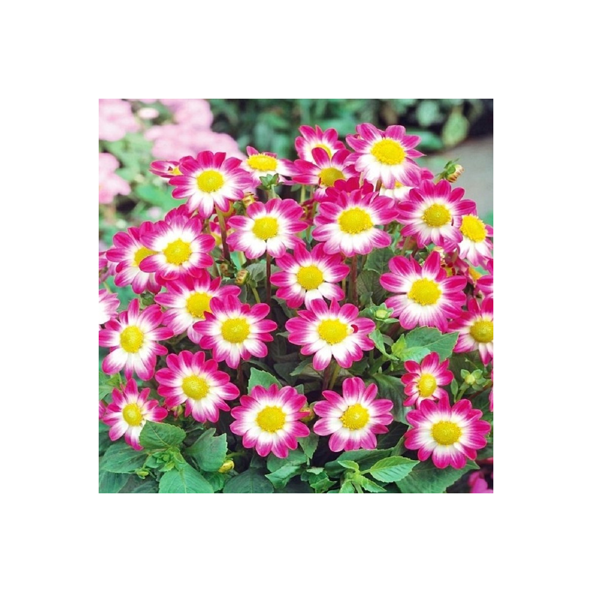 Georgína Sweetheart - Dahlia - cibuľoviny - 1 ks