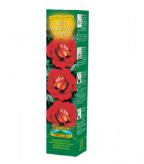 Ruža veľkokvetá kríčková červenožltá - Rosa - voľnokorenné sadenice - 1 ks