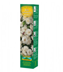 Ruža veľkokvetá pnúca biela - Rosa - voľnokorenné sadenice ruže - 1 ks