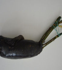 Ruža záhonová červená - Rosa - voľnokorenné sadenice ruže - 1 ks