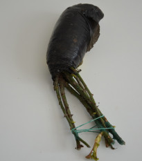 Ruža záhonová tmavoružová - Rosa - voľnokorenné sadenice ruže - 1 ks