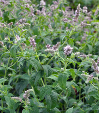 Mäta dlholistá Horse Mint - Mentha longifolia - semená - 0,1 g