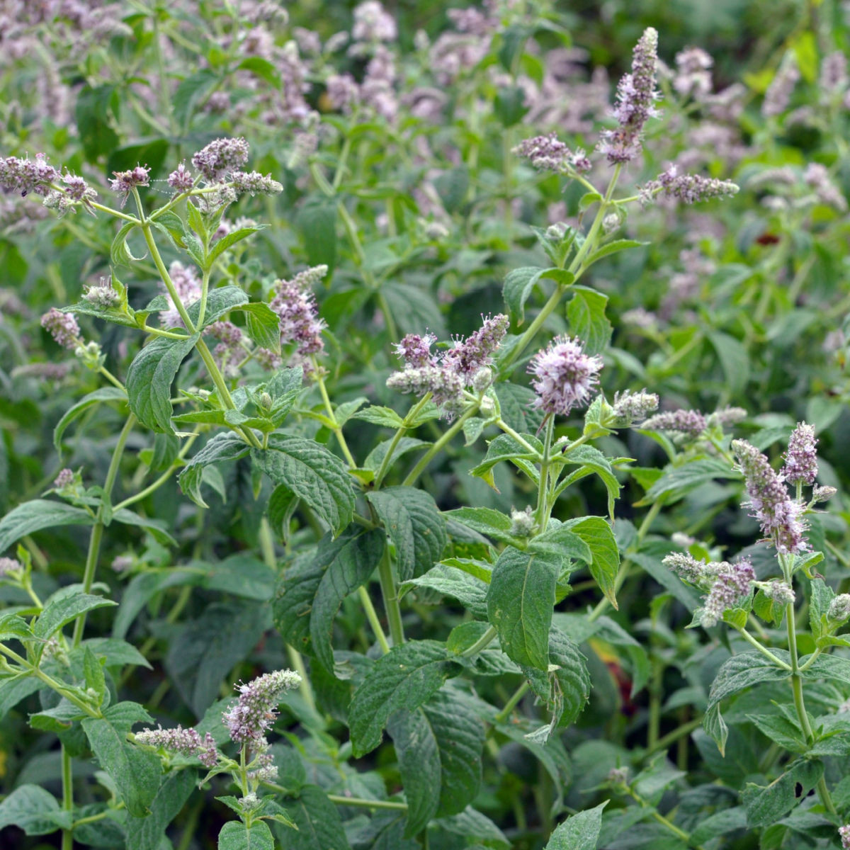 Mäta dlholistá Horse Mint - Mentha longifolia - semená - 0,1 g
