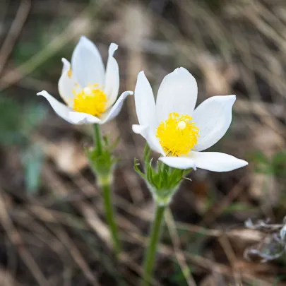 Poniklec obyčajný White Bells - Pulsatilla vulgaris - semená - 20 ks