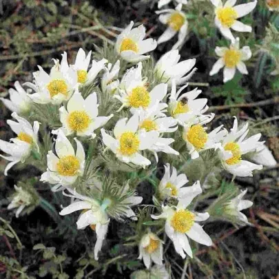 Poniklec obyčajný White Bells - Pulsatilla vulgaris - semená - 20 ks