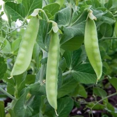 BIO Hrach cukrový Ambrosia - Pisum sativum - bio semená - 45 ks