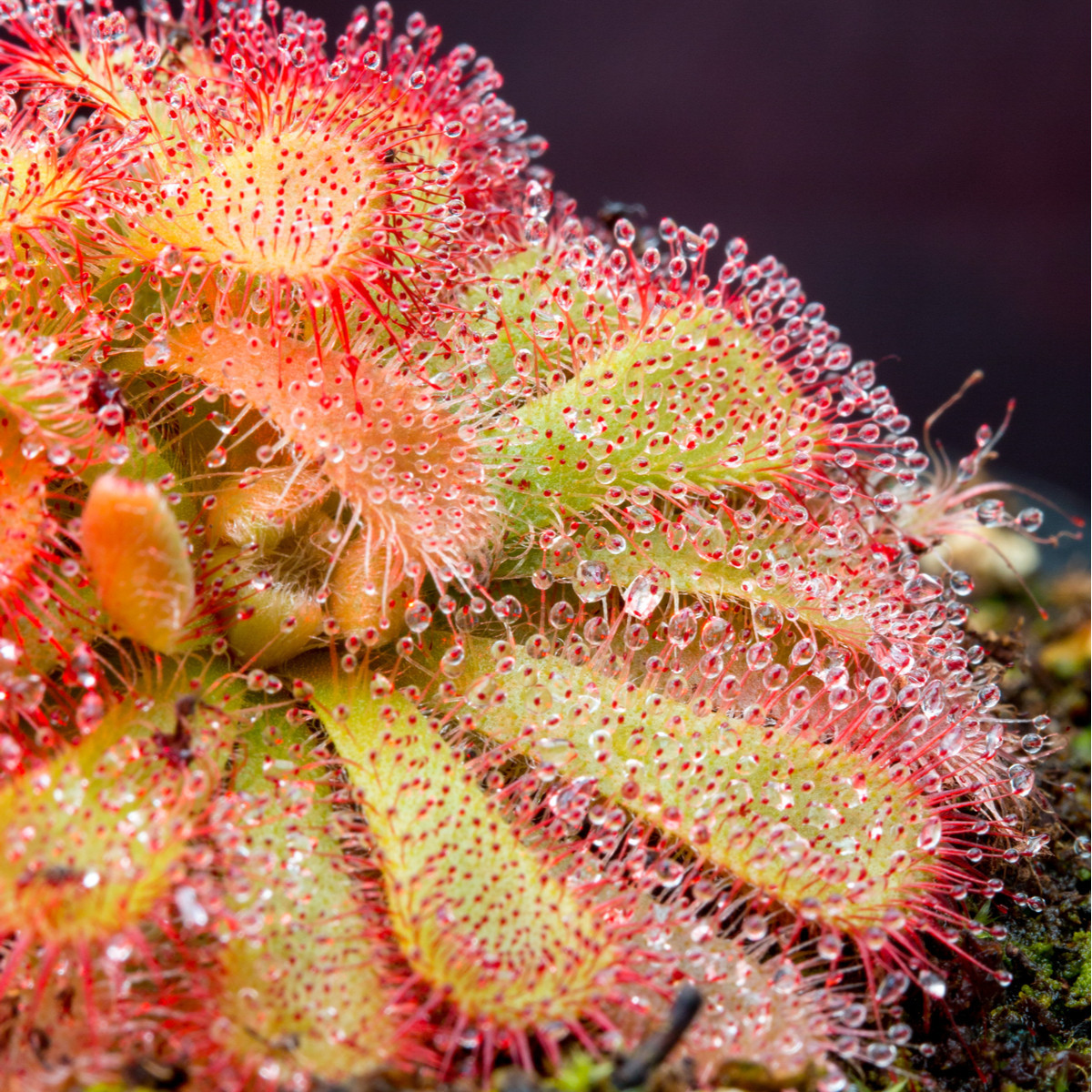 Rosička - Drosera venusta - semená - 15 ks